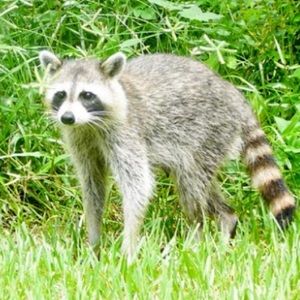 Meet your Posher, Annahi